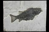 Triassic, Fossil Ray-Finned Fish (Paralepidotus) - Austria #165782-1